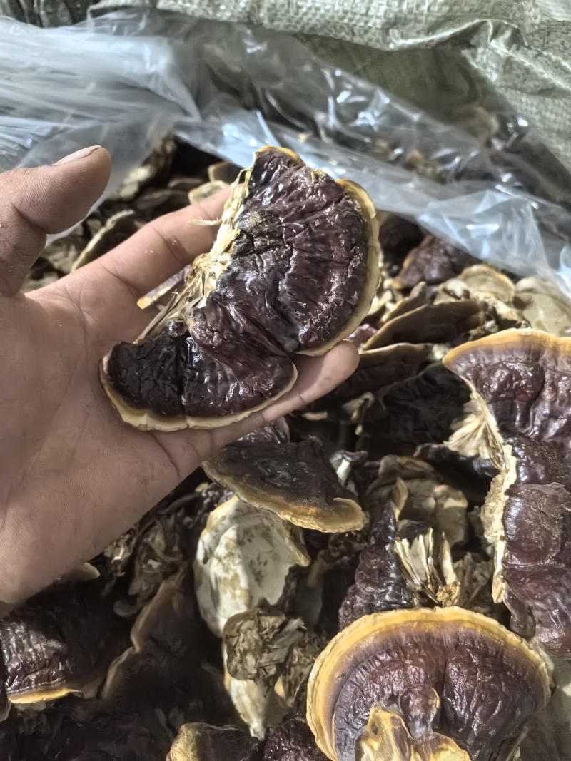 【荐】山东灵芝金边灵芝金边小灵芝大量供应欢迎来电咨