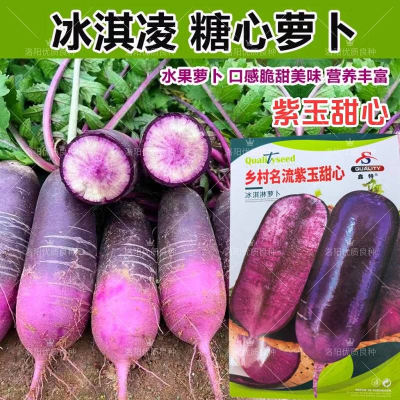 冰淇淋水果萝卜种子紫玉甜心冰激凌生吃甜脆秋播紫皮萝卜种子