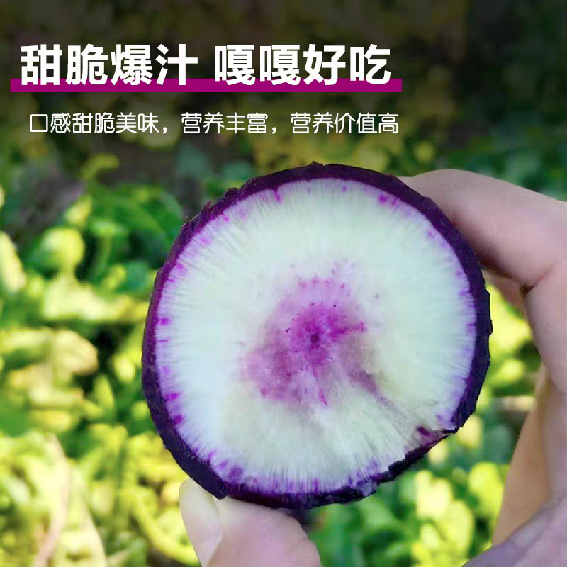冰淇淋水果萝卜种子紫玉甜心冰激凌生吃甜脆秋播紫皮萝卜种子