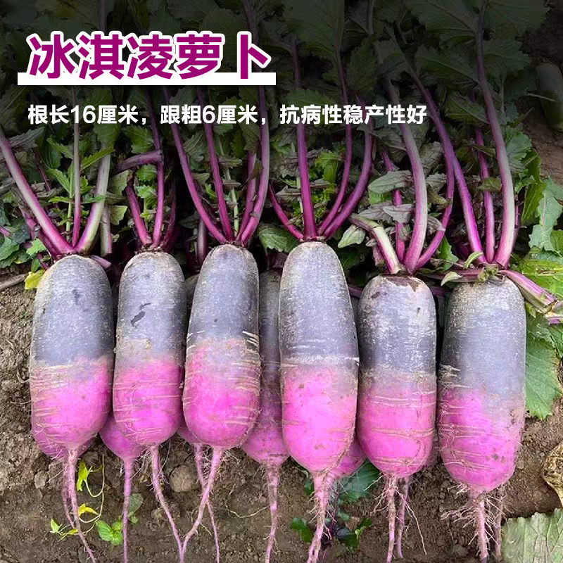 冰淇淋水果萝卜种子紫玉甜心冰激凌生吃甜脆秋播紫皮萝卜种子