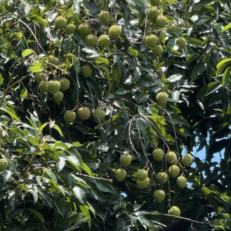 深圳南山荔技