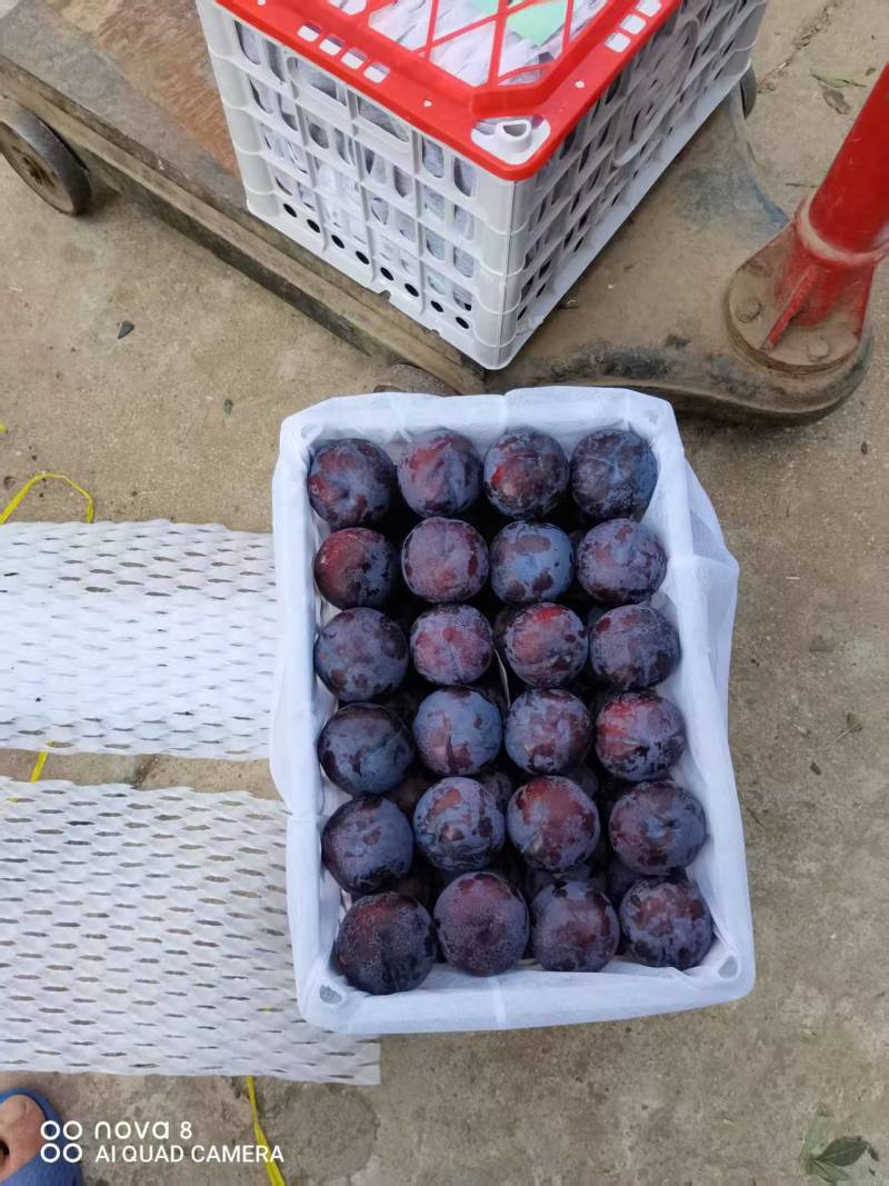 河南南阳黑布林李子，产地直发，视频看货，电商货源充足。