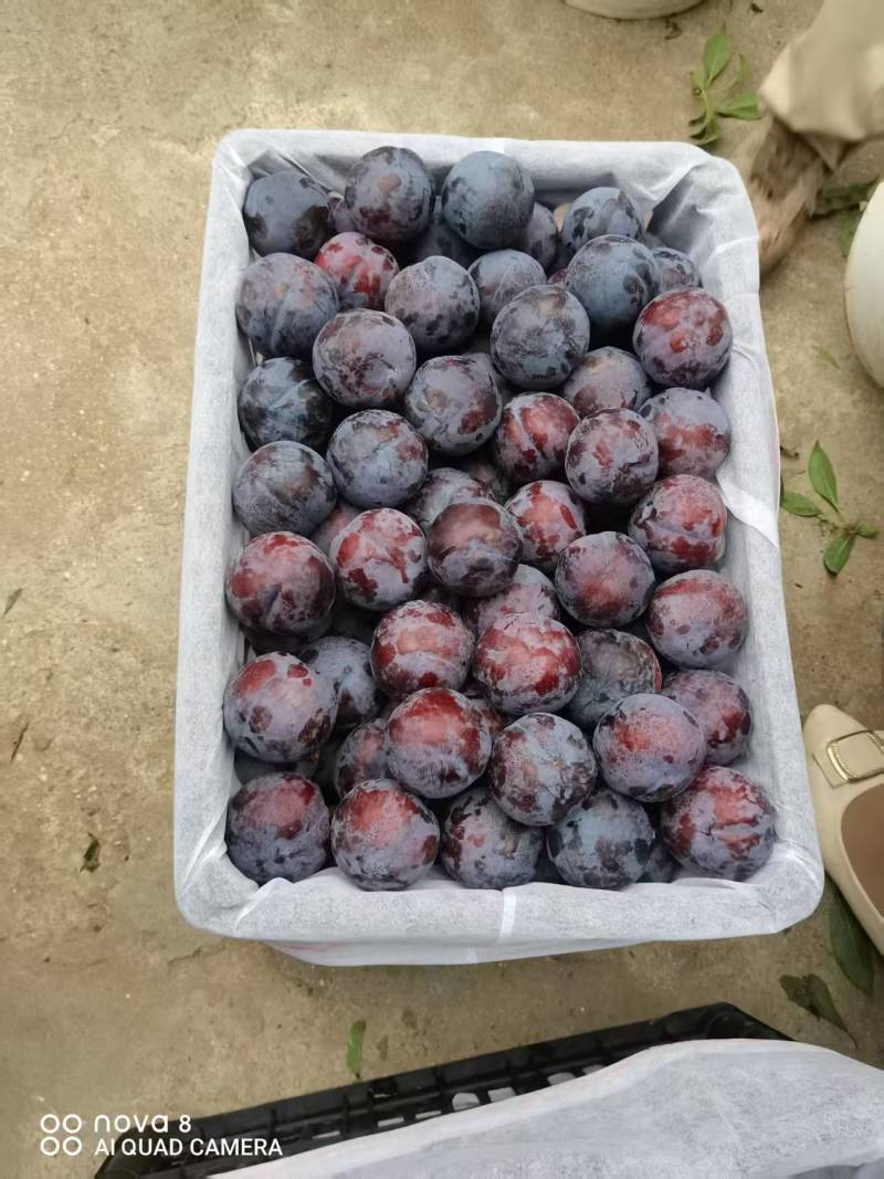 河南南阳黑布林李子，产地直发，视频看货，电商货源充足。