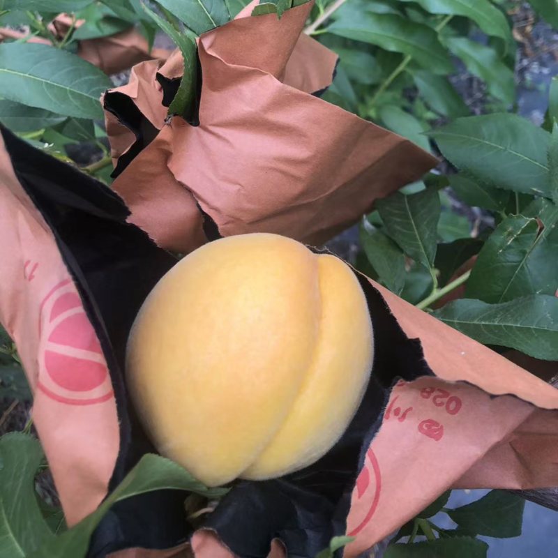龙泉黄金蜜桃