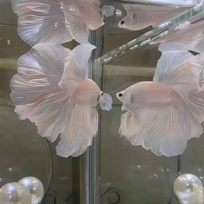 泰国斗鱼半月狮王网红婚纱鱼观赏玻璃纯白粉白色桌面小宠物