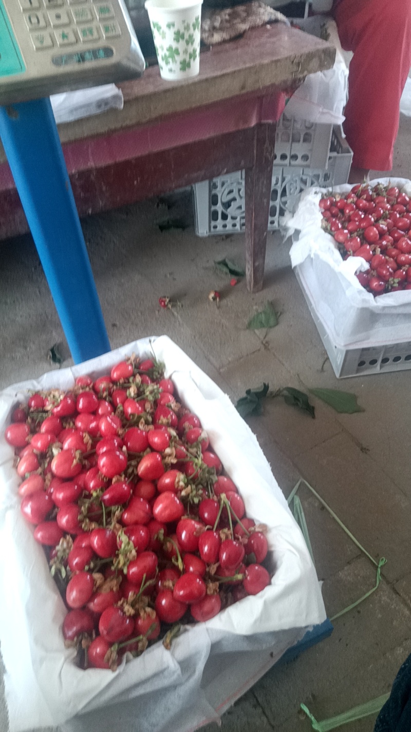布鲁克斯樱桃先锋樱桃拉宾斯樱桃艳阳樱桃成熟了现货供