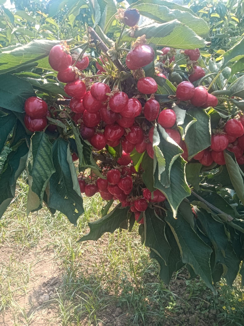 布鲁克斯樱桃先锋樱桃拉宾斯樱桃艳阳樱桃成熟了现货供