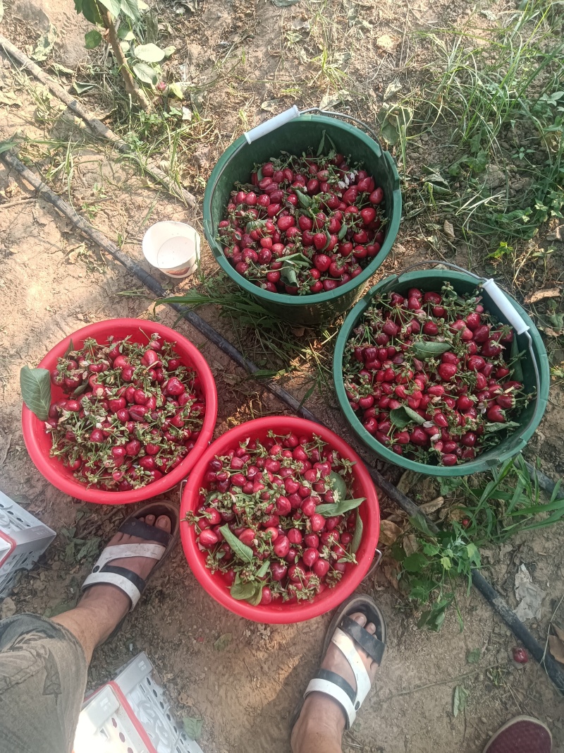 布鲁克斯樱桃先锋樱桃拉宾斯樱桃艳阳樱桃成熟了现货供