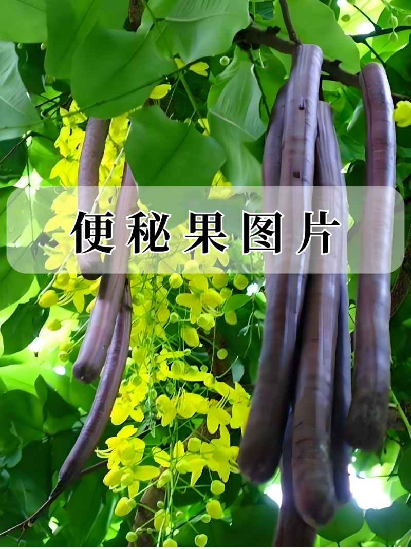 2025年新采摘云南腊肠果便秘果***润肠排便