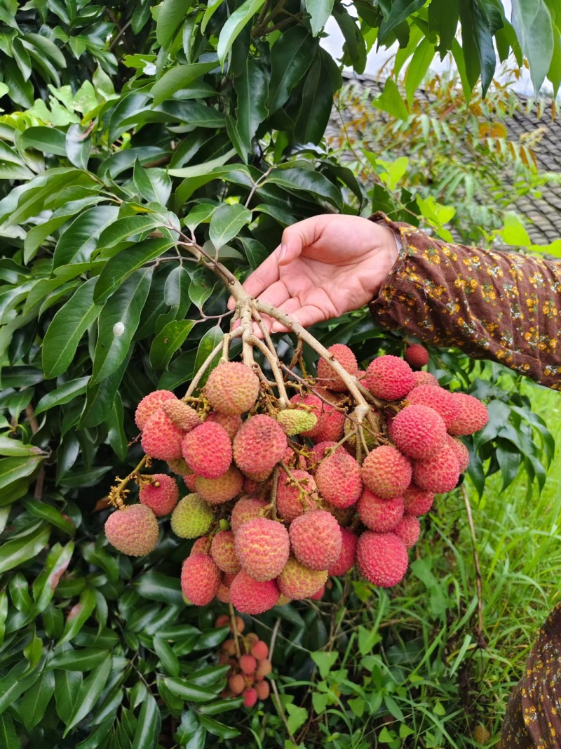 合江带绿荔枝桂味荔枝基地一手货源整车批发量大价优
