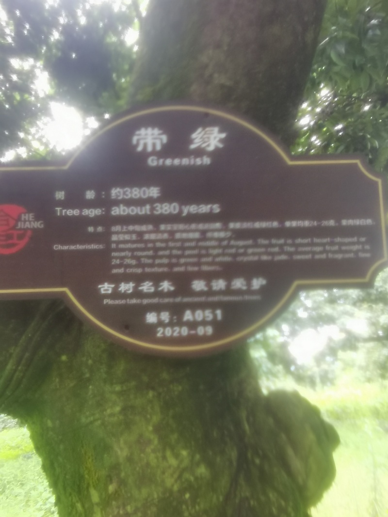 合江带绿荔枝桂味荔枝基地一手货源整车批发量大价优