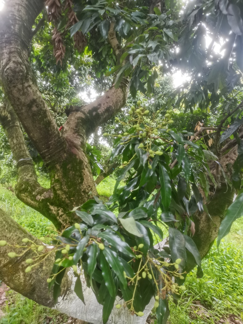 合江带绿荔枝桂味荔枝基地一手货源整车批发量大价优