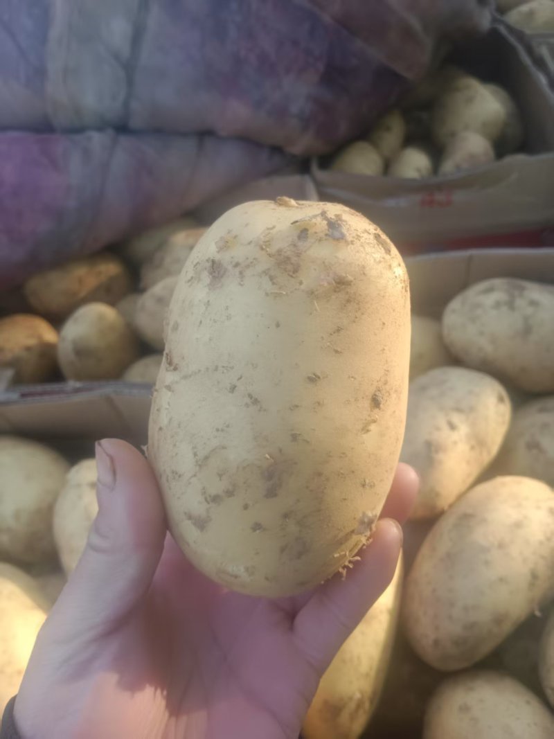 河北邯郸临漳，土豆大量上市欢迎老板实地考察！