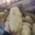 河北邯郸临漳，土豆大量上市欢迎老板实地考察！