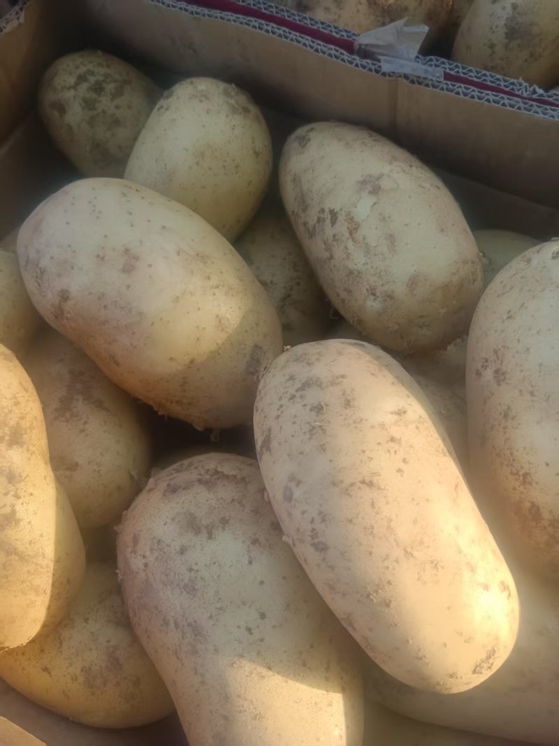河北邯郸临漳，土豆大量上市欢迎老板实地考察！