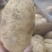 河北邯郸临漳，土豆大量上市欢迎老板实地考察！