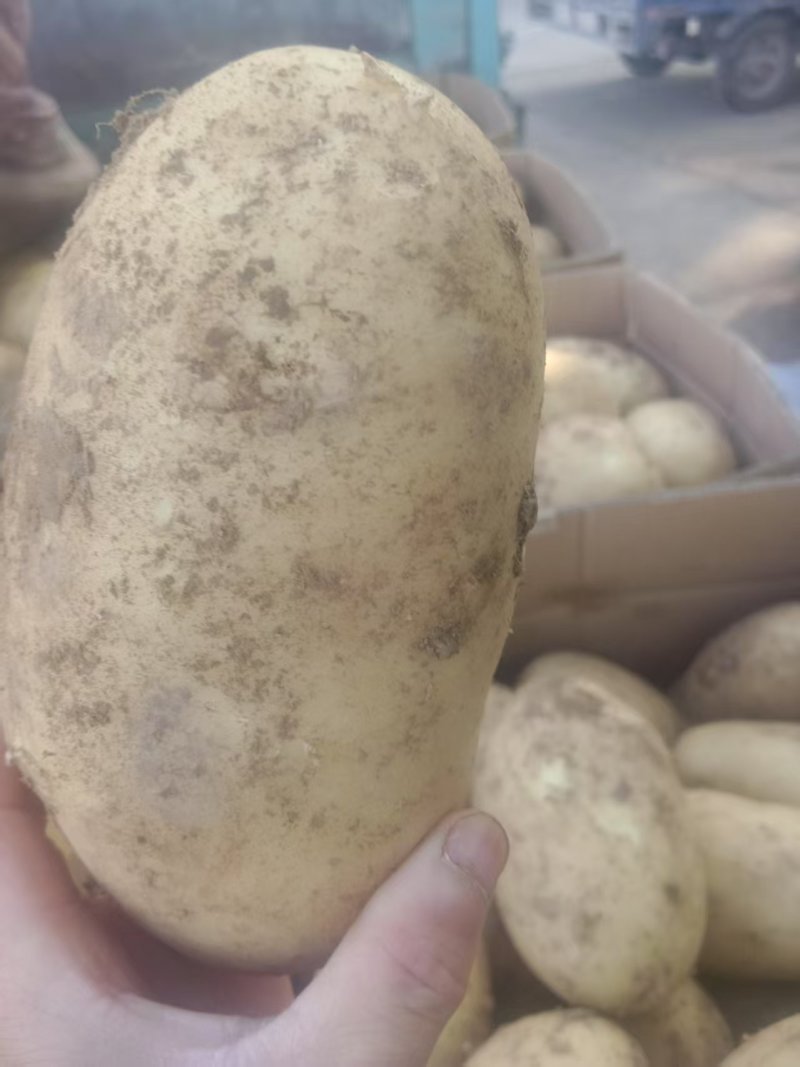 河北邯郸临漳，土豆大量上市欢迎老板实地考察！