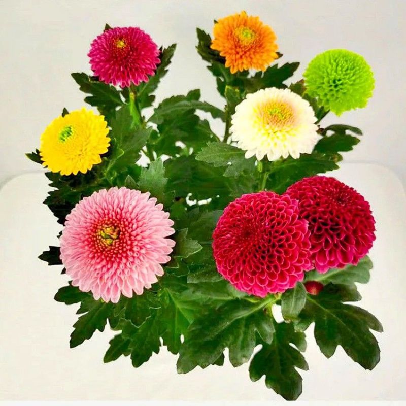 四季开花七彩色乒乓菊云南鲜花盆栽带花苞阳台客厅花卉好养