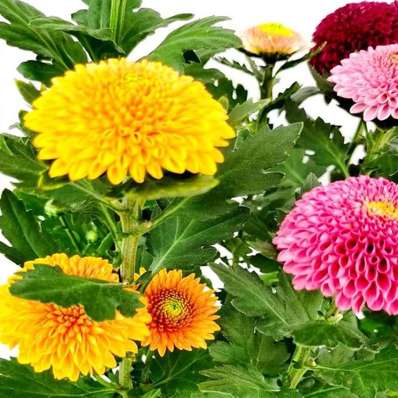 四季开花七彩色乒乓菊云南鲜花盆栽带花苞阳台客厅花卉好养