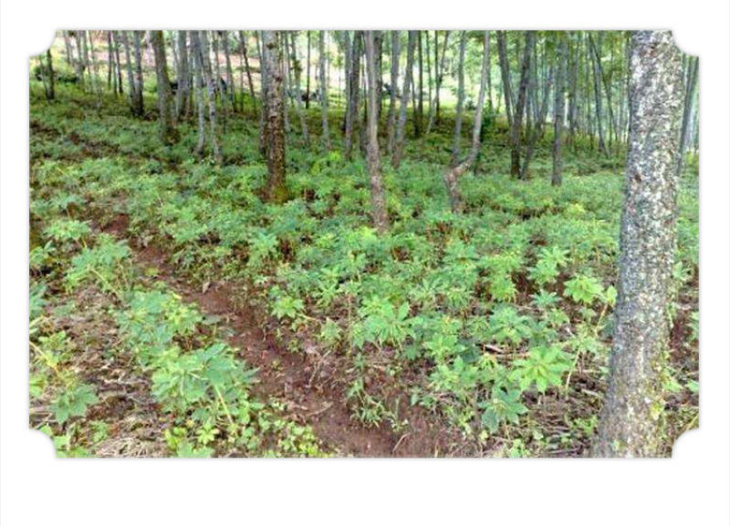 包邮）天麻非野生天然昭通小草坝特级整条片直播打粉500克