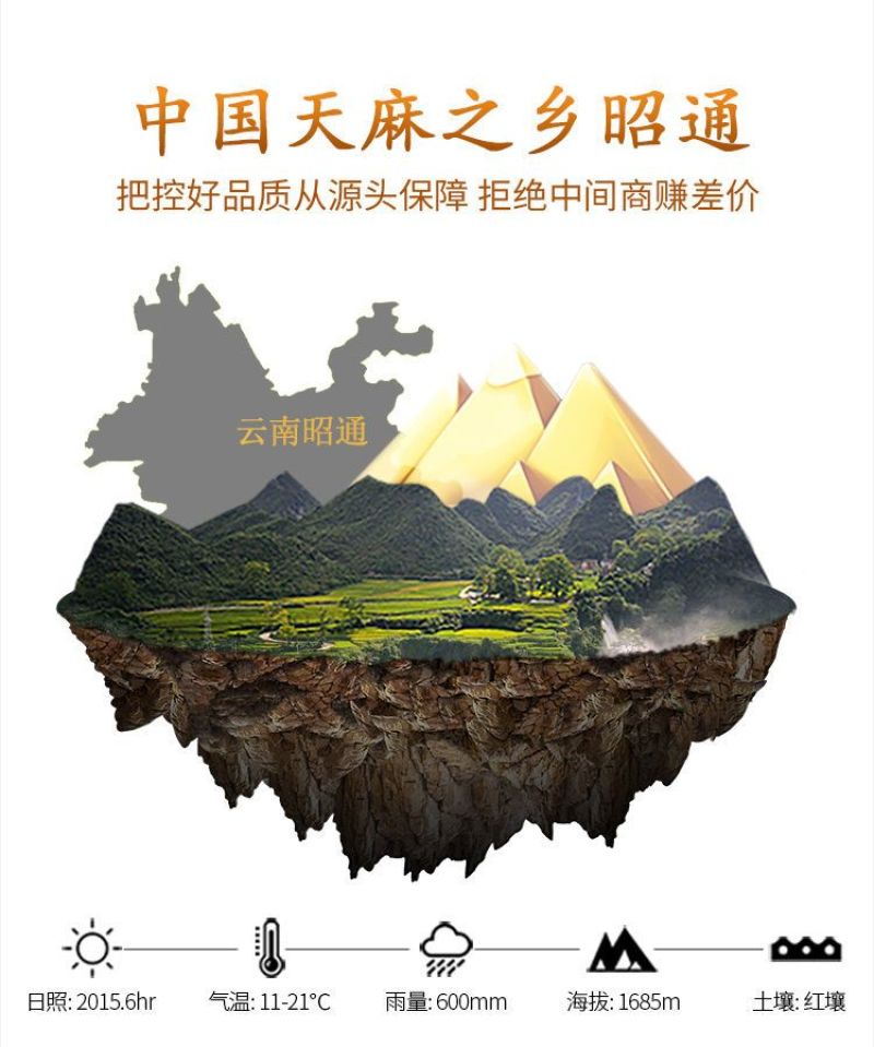 包邮）天麻非野生天然昭通小草坝特级整条片直播打粉500克