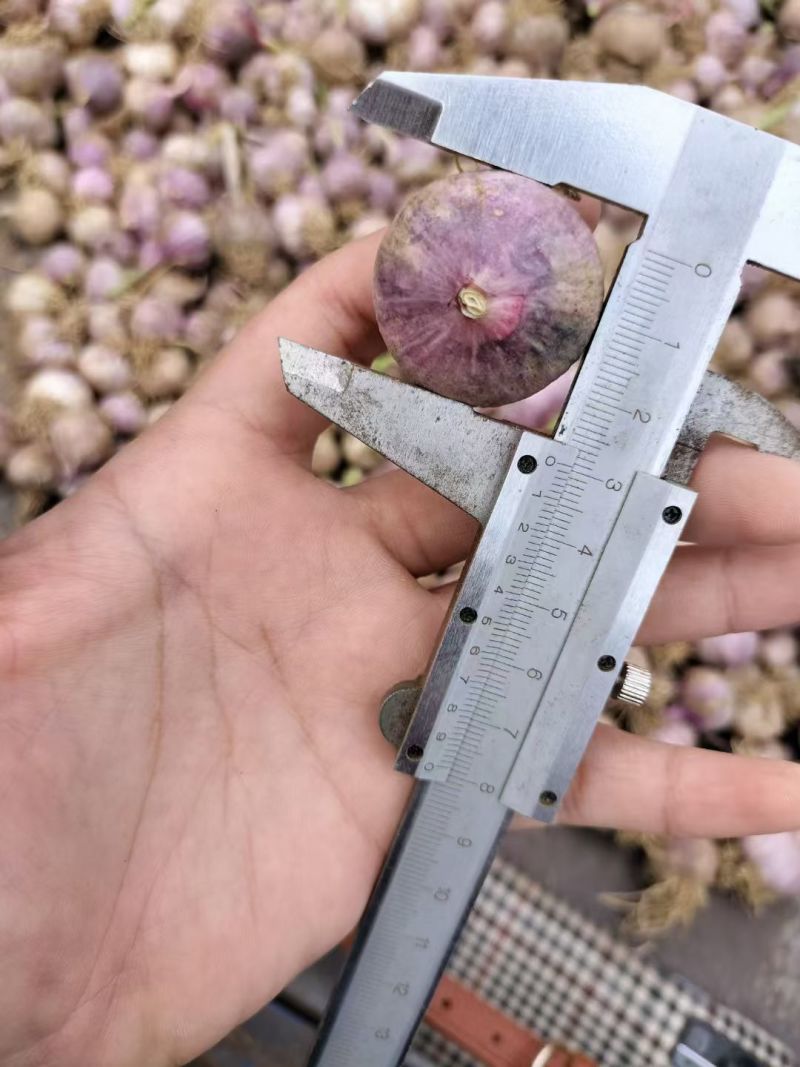【一件代发】紫皮独头蒜辽宁锦州黑山北镇东北仓果蔬供应链