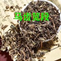 马齿苋新货无硫生晒马齿苋段批发零售