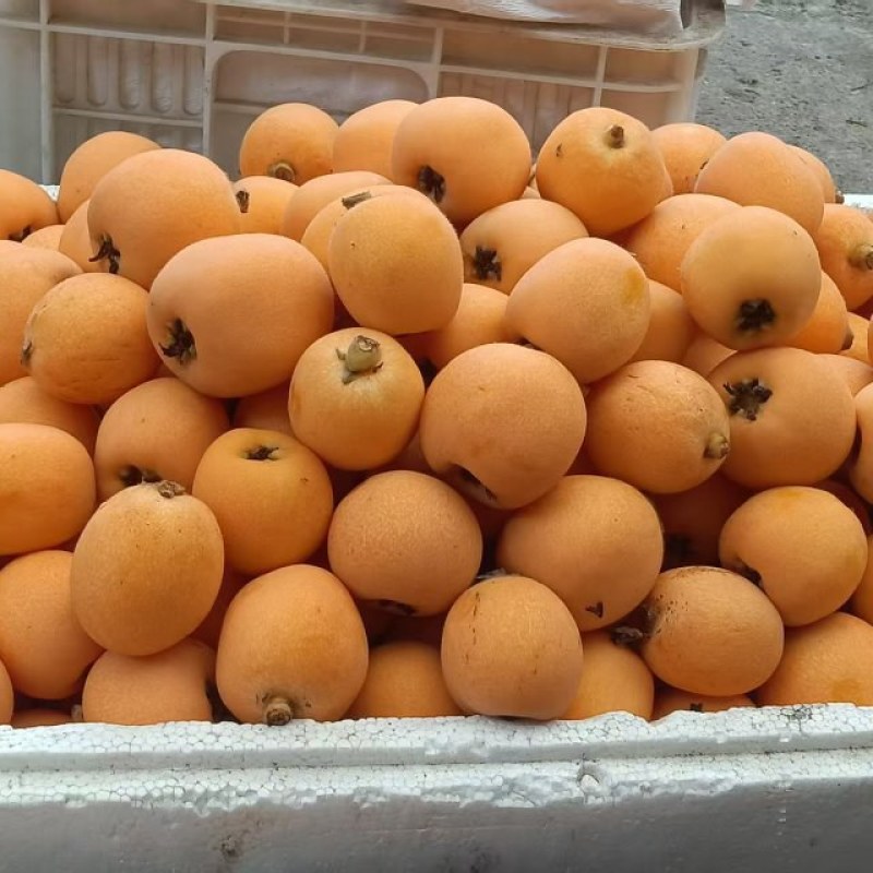 枇杷