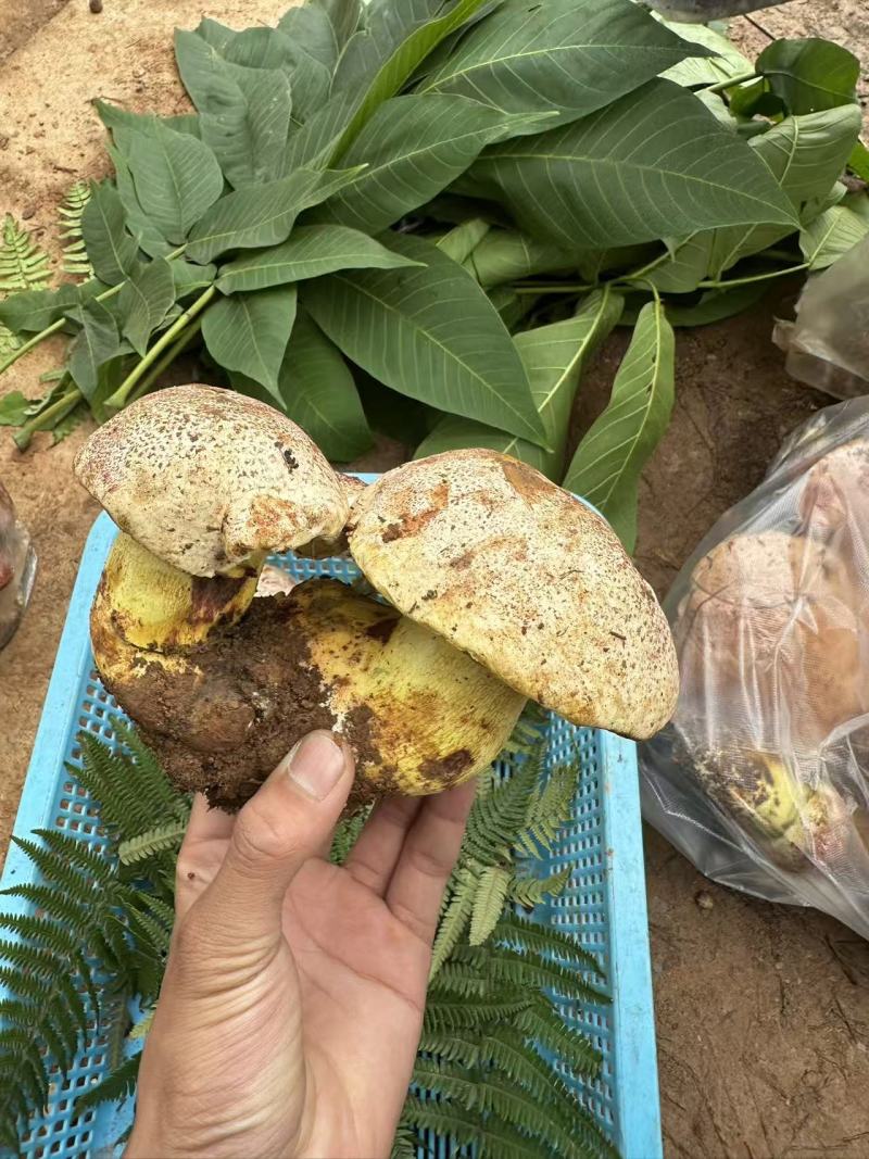 云南野生菌