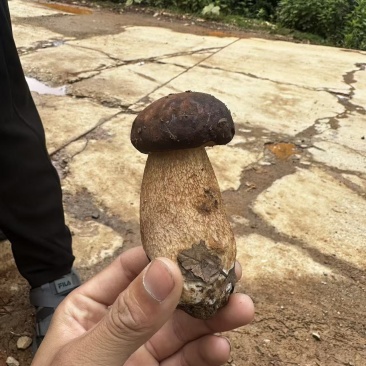 云南野生菌