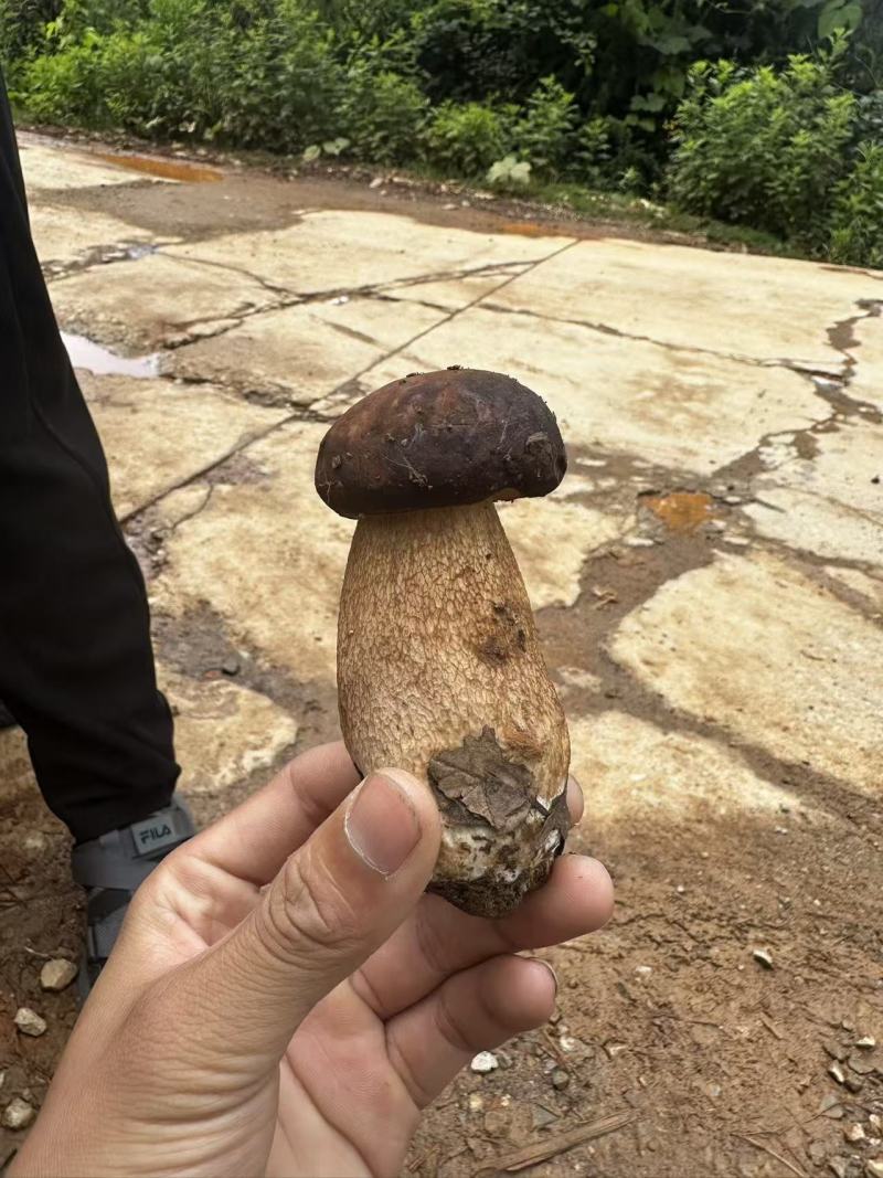 云南野生菌