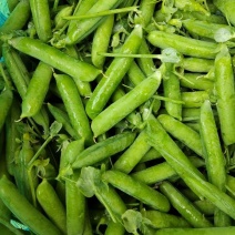 长寿仁豌豆甜豆