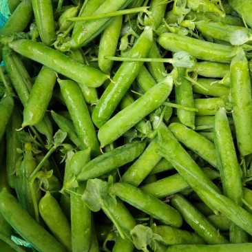 长寿仁豌豆甜豆