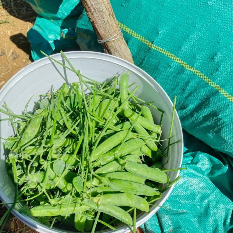 长寿仁豌豆甜豆