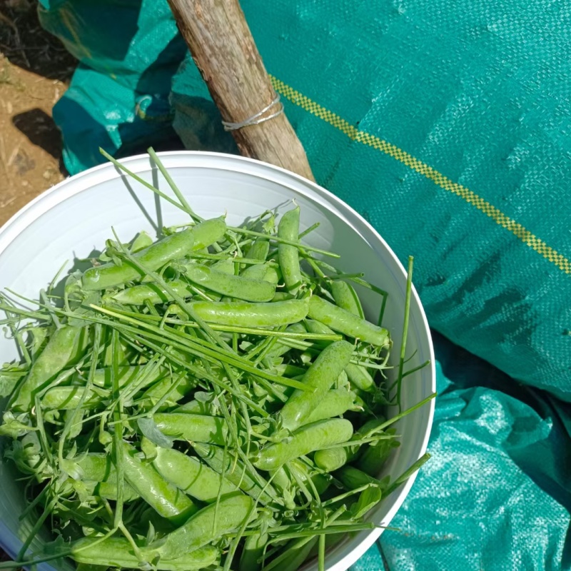 长寿仁豌豆甜豆