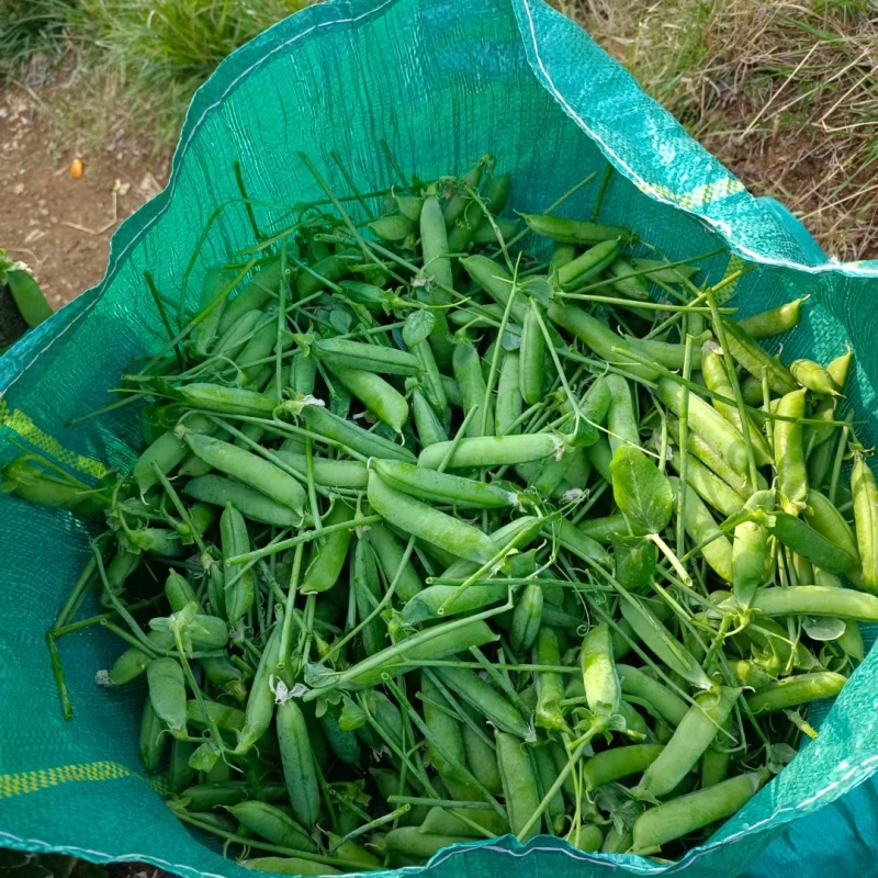 长寿仁豌豆甜豆