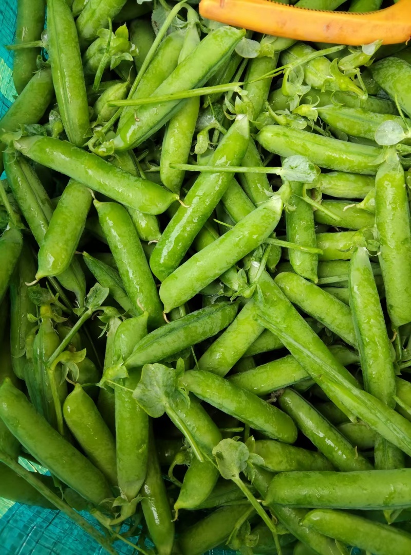 长寿仁豌豆甜豆