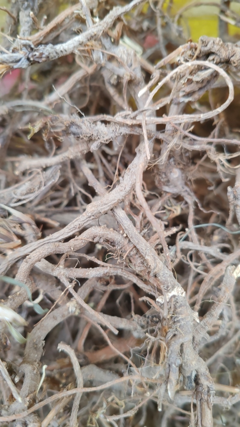 正宗一手货源无杂质的优质柴胡**特惠