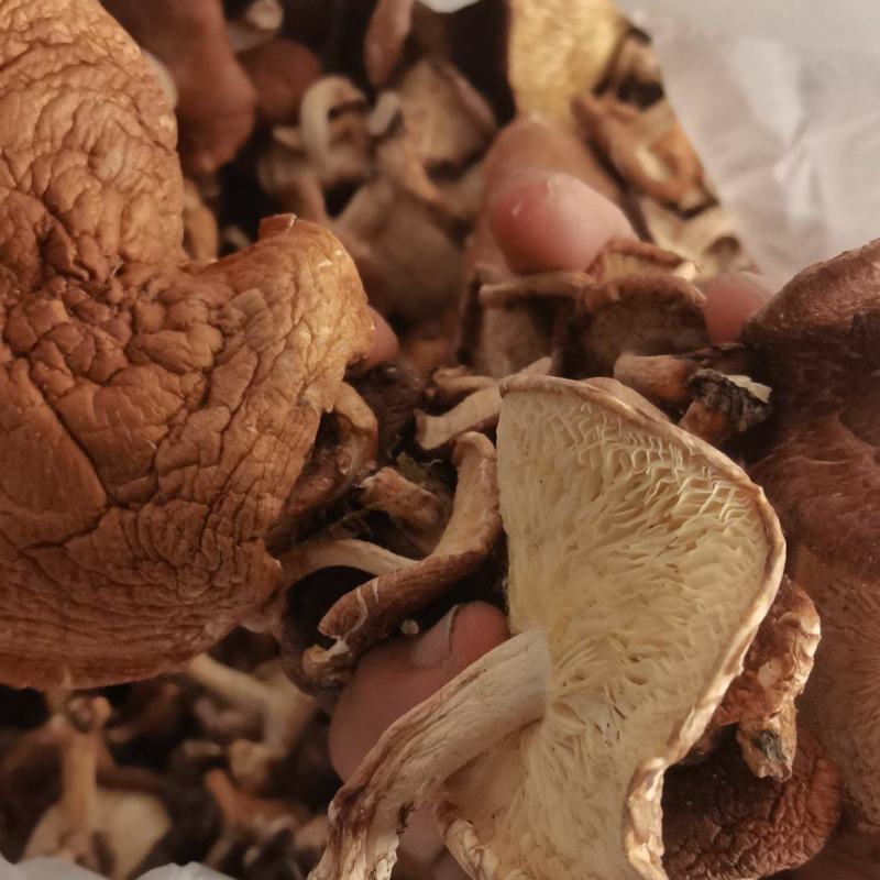 云南野生香菇保证无种植