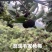 慈溪毛家杨梅