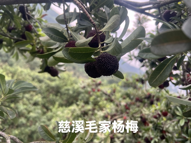 慈溪毛家杨梅