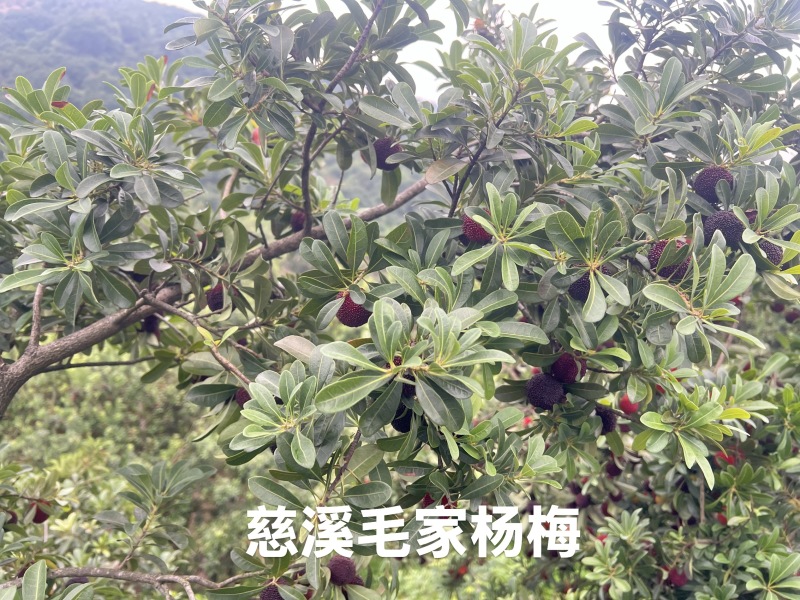 慈溪毛家杨梅
