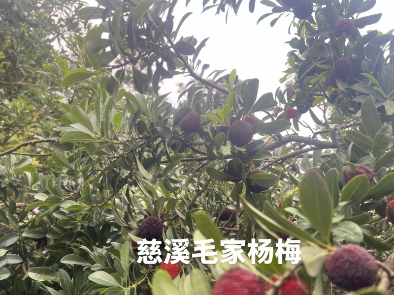 慈溪毛家杨梅