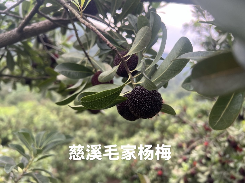 慈溪毛家杨梅