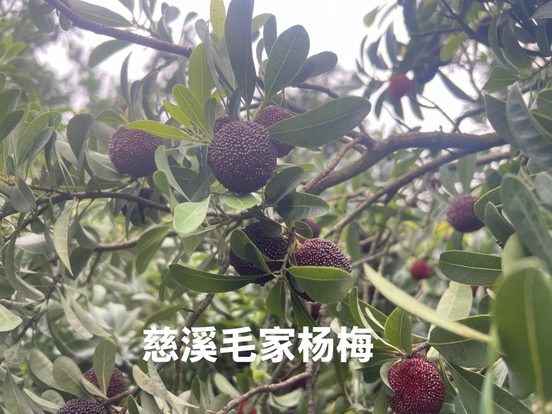 慈溪毛家杨梅