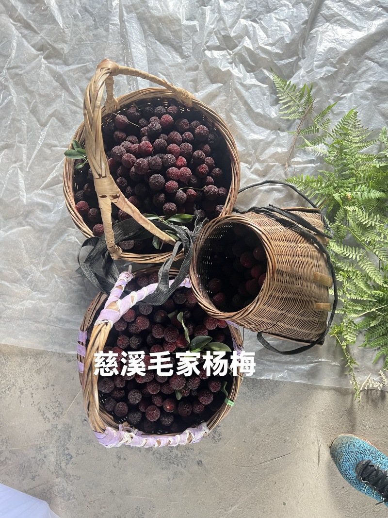慈溪毛家杨梅