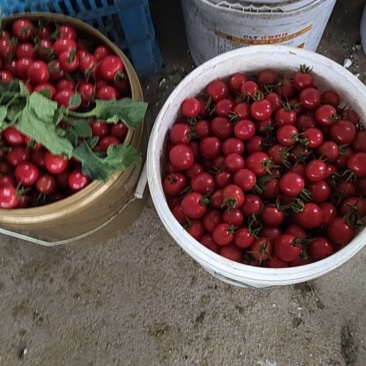 小番茄
