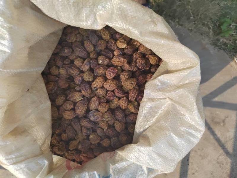 新鲜现摘使君子，药食同源，****，品质保证！