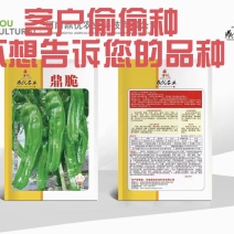 鼎脆辣椒种子早熟果更长皮薄有皱耐高温耐低温果型上下一致