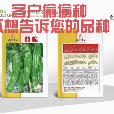 鼎脆辣椒种子早熟果更长皮薄有皱耐高温耐低温果型上下一致